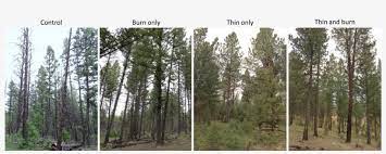 Check spelling or type a new query. Field Trip Ponderosa Pine In Douglas Fir Forest 1428x517 Png Download Pngkit