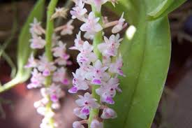 Image result for Aidia micrantha