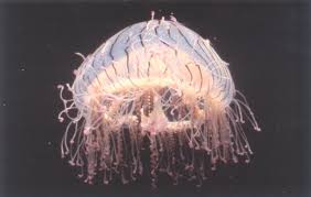 Search, discover and share your favorite flower hat jellyfish gifs. Zoolex Image Flower Hat Jelly