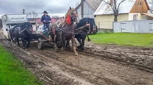 Vand casa in suceava, centru, toate utilitatile, mobilat, posibilitate de garaj, finalizata 2018, centrala termica. Cai De Tractiune De La Solca Suceava 2018 By Look Animal