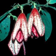 Image result for Hydnoraceae