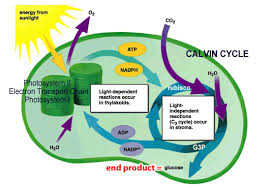 Day Or Night Your Plants Are Working Photosynthesis Light Reaction Photosynthesis Activities