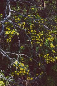 We did not find results for: 1 219 Yellow Australian Native Flowers Photos Free Royalty Free Stock Photos From Dreamstime