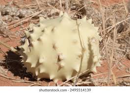 Image result for Acanthosicyos naudinianus