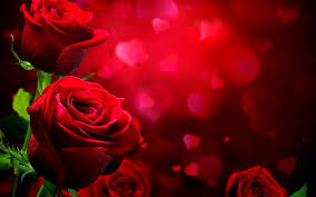 Check spelling or type a new query. Love Rose Hd Wallpapers Top Free Love Rose Hd Backgrounds Wallpaperaccess