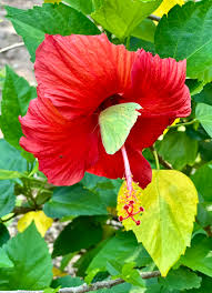 Image result for Hibiscus engleri
