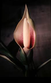 Image result for Montrichardia