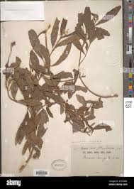 Image result for Nuxia oppositifolia