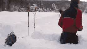 More images for moose running on water » Top 30 Moose Snow Gifs Find The Best Gif On Gfycat