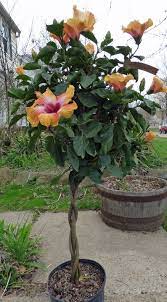 But if you live in a more temperate zone and plan to overwinter your plant inside, you'll want to prepare it for a move indoors before the temperature changes in the early autumn. How To Care For Hibiscus Plants Home And Gardens