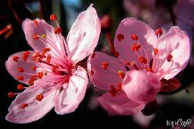 It's a unique and beautiful name for your little one. The Most Beautiful And Unusual Flowers In The World The Most Unusual Flowers In The World Photos With Names The Most Beautiful Unusual Flowers In The World