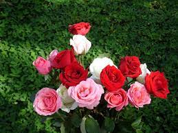 Rose Wallpaper Beautiful Roses Bouquets Beautiful Roses Bouquet Rose Wallpaper Rose
