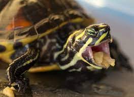 What Do Pet Turtles Eat Petmd