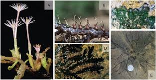 Image result for Podostemaceae