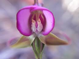 Image result for Disperis