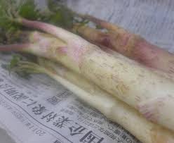 うど 食べよう 葉っぱも皮も全部食べよう 野菜もりもり 地道にお弁当