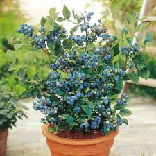 The blueberry land consumer panel is a fun way to earn money online with malaysian market research. Limited Collection Misty Blueberry Live Plant In Pot Pokok Blueberry Homegarden Exoticplants Shopee Malaysia