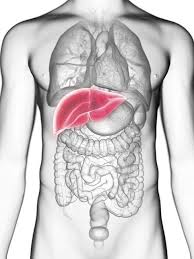 The male reproductive system includes the penis. Mid Section Illustration Of Liver In Male Body Silhouette Detailed Structure Stock Photo 236859218