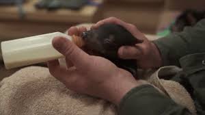 Log in to save gifs you like, get a customized gif feed, or follow interesting gif creators. Any Imgur Love For Tasmanian Devils Album On Imgur