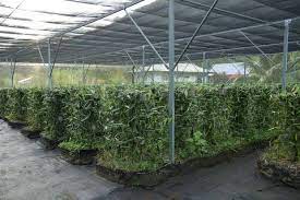 12 Vanila Ideas Grow Vanilla Beans Vanilla Plant Vanilla Bean