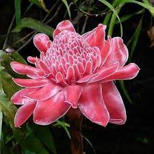 Pink Torch Ginger Lily Etlingera Elatior 10 Fresh Tropical Seeds Ebay Ginger Flower Torch Ginger Flower Torch Ginger