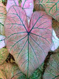 New Caladium Varieties Miss Smarty Plants Caladium Bonsai Flower Rare Flowers