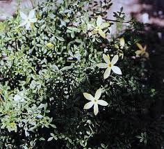 Image result for Jasminum bakeri