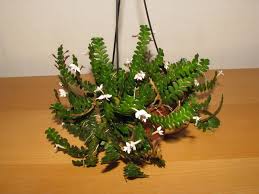 Image result for Angraecum distichum