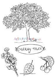 ﻿﻿ find tree coloring pages! Cherry Tree Colouring Page