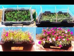 How To Get More Flowers On Portulaca 65 Colors Available Whatsapp 9361 Planting Roses Portulaca Flowers Vietnam Rose