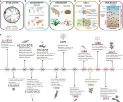 Image result for Xerophyta schlechteri