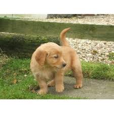 Outstanding quality cream golden retriever puppies born 08/06/2021. Housty Kennels Golden Retriever Breeder In Swansea Swansea