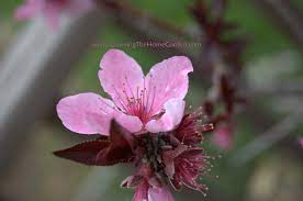 I've mentioned before that i'm a huge fan for the genus prunus so you won't be flabbergasted when i tell you that i like this little ornamental dwarf peach called 'bonfire' (prunus persica). Prunus Persica Bonfire Ornamental Dwarf Peach Growing The Home Garden