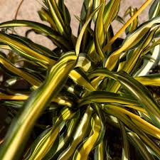 Image result for Chlorophytum comosum