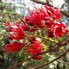 Image result for Schotia capitata