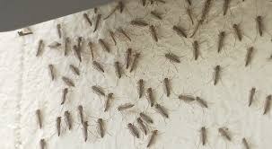 50 airports in united states have direct flights from the airport. Midge Flies Have Returned But Experts Say They Never Left