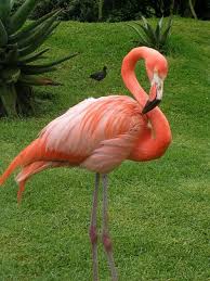 Pembe Flamingo Flamingo Pictures Flamingo Pet Birds