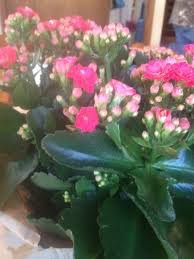 Kalanchoe Kalanchoe Blossfeldiana Your Plant Is Likely A K Blossfeldiana With Grey Green Or Glossy Green L Plant Gifts Kalanchoe Blossfeldiana Tiny Flowers