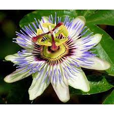 Pin On Flowers
