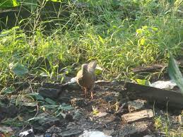 .berisi suara burung tekukur yang gacor dan artikel tentang burung tekukur. Burung Tekukur Di Alam Bebas Mapio Net