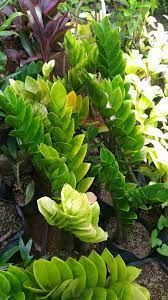 2 mengisi formulir pembukaan rekening deposito. Gambar Bunga Zamia Tanaman Hias Zamia Dollar Zamia Dolar Tinggi Tanaman 40cm Akar Tanaman Hias Zamio Atau Zamia Palm Tanaman Gambar Bunga Tanaman Hias Daun