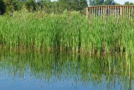 If i know a source, i always list it by the image. Cattails Creasey Mahan Nature Preserve