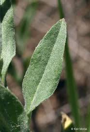 Image result for Bertiera angusiana