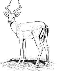 coloriage antilope impala coloriages a imprimer gratuits s anime manga dragon ball