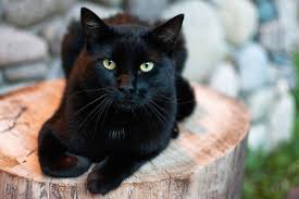 The world is secretly controlled by a secret organizition, chronos. Black Cat Names Daily Paws