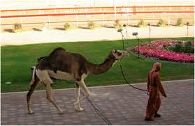 When your right thumb disappears, you found your right eye's blind spot. Piebald Camels Pastoralism Full Text