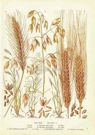 Rye Oat Barley Cereal Grain Food Chart Botanical