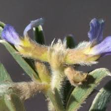 Image result for Ptycholobium plicatum