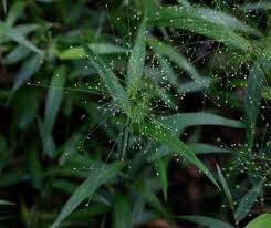 Image result for Isachne