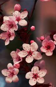 Cute Case Iphone 7 8 7 99 Flower Phone Wallpaper Flower Aesthetic Flower Wallpaper